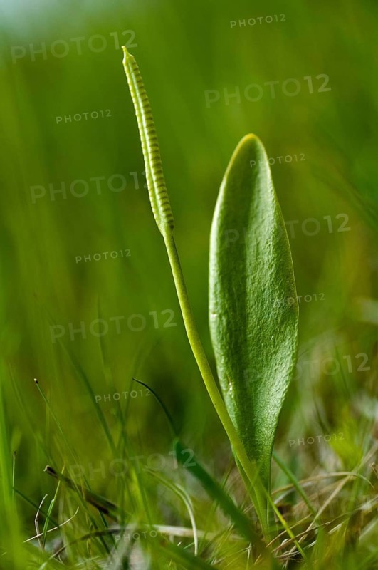 Common snake tongue, snake tongue, snake tongue family, ophioglossaceae, ophioglossum vulgatum, Sweden, Adder's-tongue, adders-tongue fern, flora, high size, portrait format, plants, plants, southern adders-tongue, Sweden, Öland