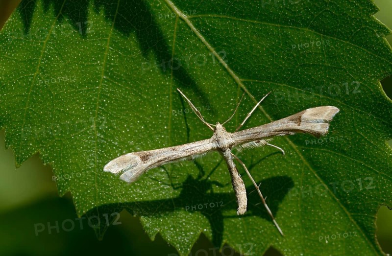 Feather moth, Platyptilia nemoralis, giant feather moth, insects, moths, moths, butterflies