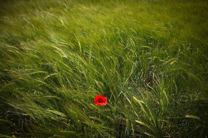 Corn poppy (Papaver rhoeas) in a barley field, agricultural landscape, Fellbach, Baden-Württemberg, Germany