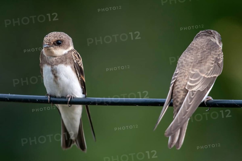 Bank Swallow, Riparia Riparia, Sand Martin, Swallow, Bank Swallow, Birds, Passeri, Songbirds, Birds