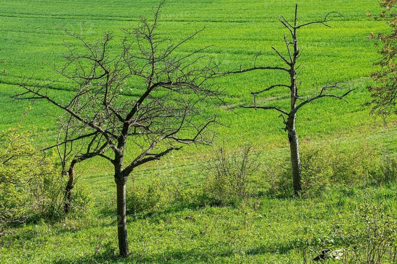 Death, cultivated landscape, landscape, landscape, meadow orchard, orchard, dead wood, decay, decay