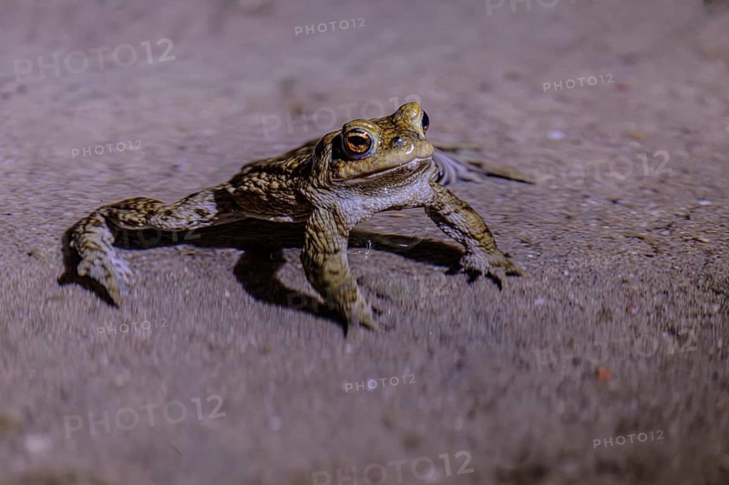 A toad sits on a sandy surface, surrounded by shadows at night, common toad (Bufo bufo), spawning grounds, close-up, Hesse, Germany, A toad moves across a sandy surface, common toad (Bufo bufo), spawning grounds, close-up, Hesse, Germany