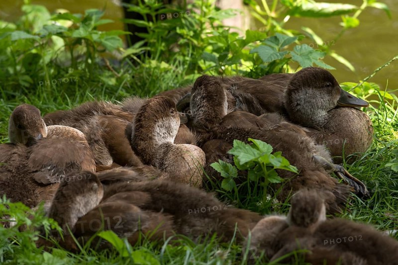Sleeping, young ducks, Nuremberg Zoo, Middle Franconia, Bavaria, Germany