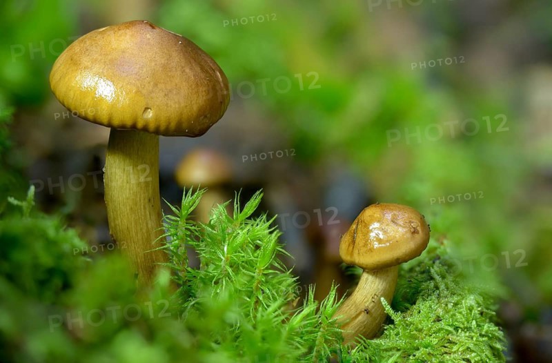 Birch Knight, Birch Knight, Yellow-leaved Knight, Tricholoma Flavobrunneum, Tricholoma Fulvum, Fungi, Fungus, Fungi
