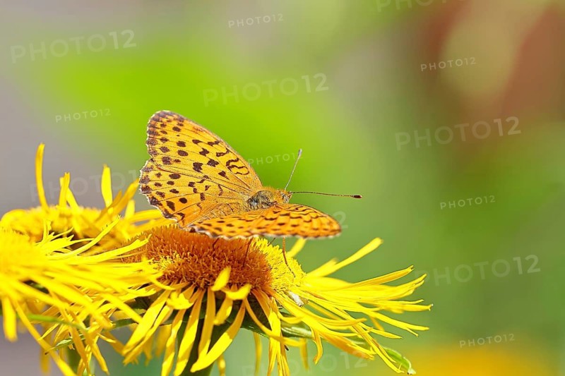 Queen of Spain fritillary (Issoria lathonia), on a yellow flower of a Great Telekie (Telekia speciosa), wildlife, insects, butterflies, diurnal butterflies, Wilnsdorf, North Rhine-Westphalia, Germany