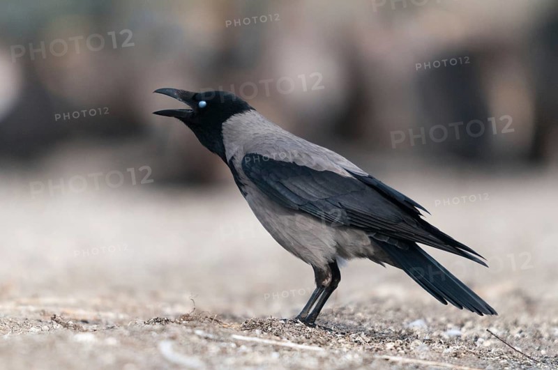 Corvus cornix, hooded crow, birds, call, corvidae family of birds, passeri, corvids, call, songbirds, birds