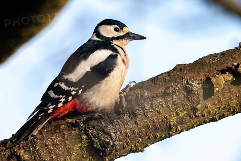 Great spotted woodpecker, Dendrocopos major, birds, piciforms, woodpeckers, birds, woodpecker