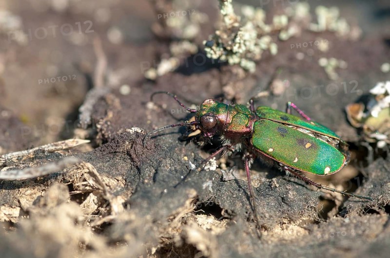 Carabidae, Cicindela campestris, field sandground beetles, sandground beetles, beetles, Coleoptera, arthropods, green tiger beetles, insects, beetles, ground beetles