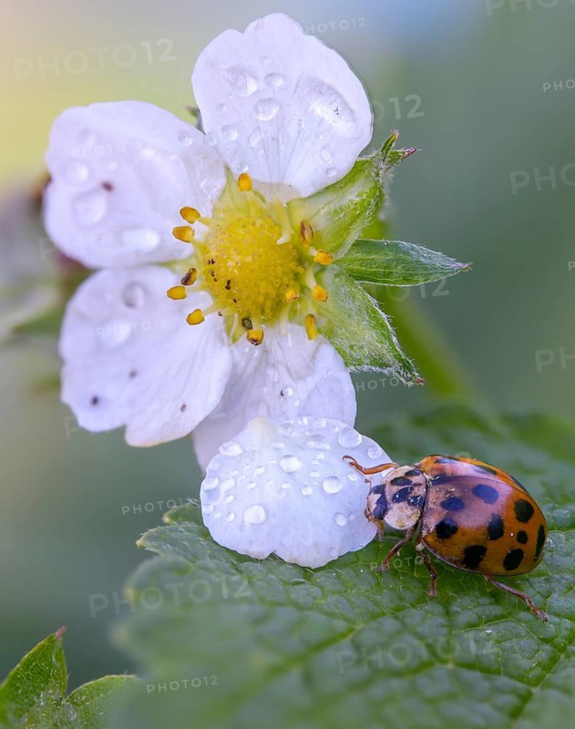 Asian ladybeetle, Asian ladybug, coccinellidae, coccinellinae, harlequin ladybug, harmonia axyridis, ladybug, beetle, coleoptera, harlequin, high size, portrait format, insects, beetles, multicolored Asian