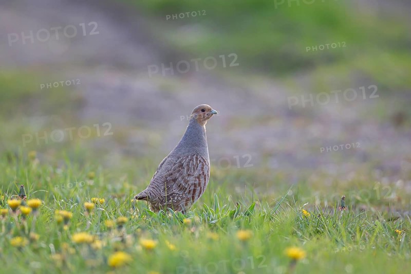 Grey or English or Hungarian partridge (Perdix perdix) adult game bird in a farmland field, Suffolk, England, United Kingdom