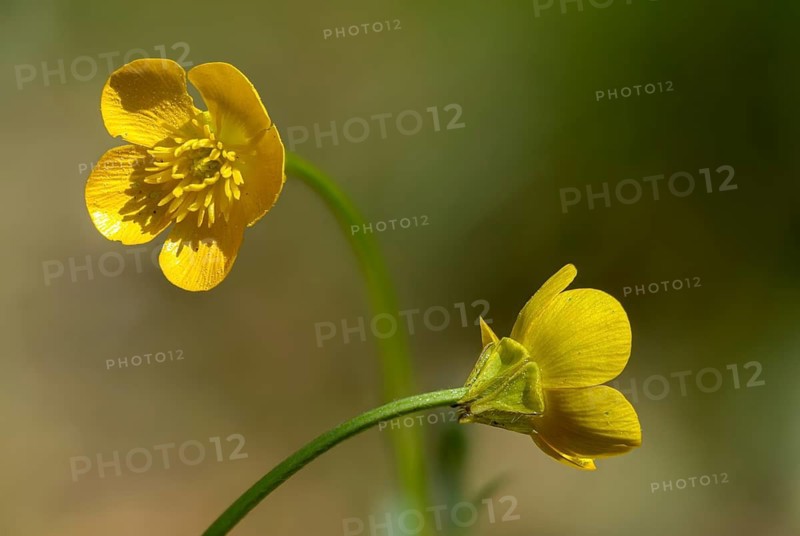 Buttercup plants, tuberous buttercup, ranunculaceae, ranunculus bulbosus, St. Anthony's turnip, bulbous buttercup, flora, buttercup, plants, plants
