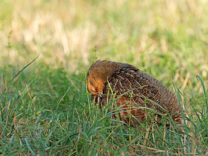 A partridge (Perdix perdix) preening its plumage in a meadow, Solms, Hesse, Germany