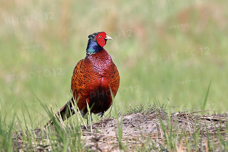 Pheasant, common pheasant (Phasianus colchicus), adult male bird in a meadow, wildlife, Lembruch, Ochsen Moor, Dümmer nature park Park, Lower Saxony, Germany