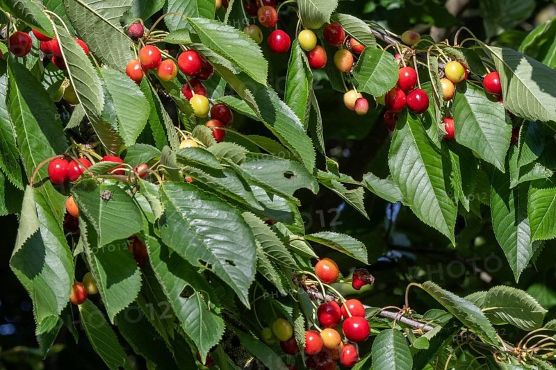 Cherry tree with cherries (Prunus avium), Schleswig-Holstein, Germany