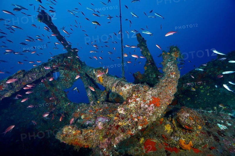 An anchor from a shipwreck, overgrown and surrounded by fish, Mediterranean anthias (Anthias anthias), and sea sponges underwater, Michel C shipwreck dive site, Giens Peninsula, Provence-Alpes-Côte d'Azur, France