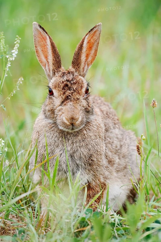 Wild rabbit (Oryctolagus cuniculus) sitting in a meadow, North Rhine-Westphalia, Germany