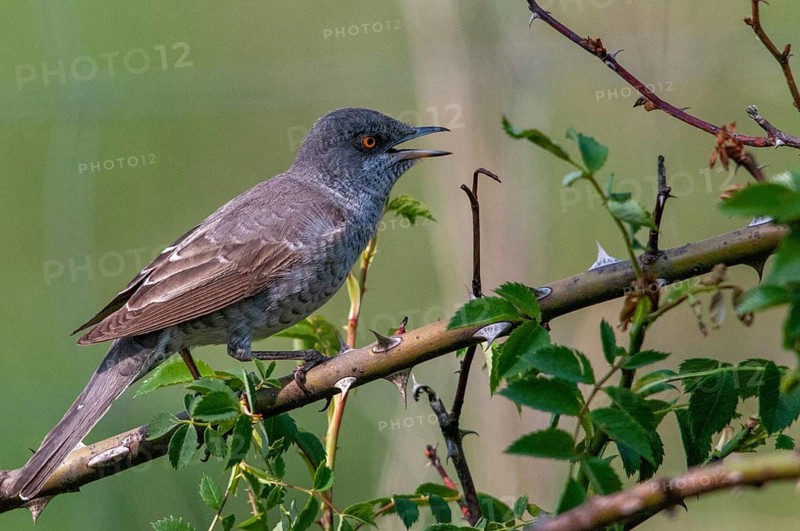Barred Warbler, Brandenburg, Germany, Nabu, national natural heritage, Grünhaus natural paradise, blackbird, Sylvia Nisoria, post-mining landscape, birds, song, green house, male, passeri, singing, songbirds, birds