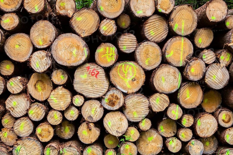 Pile of beech wood, Germany