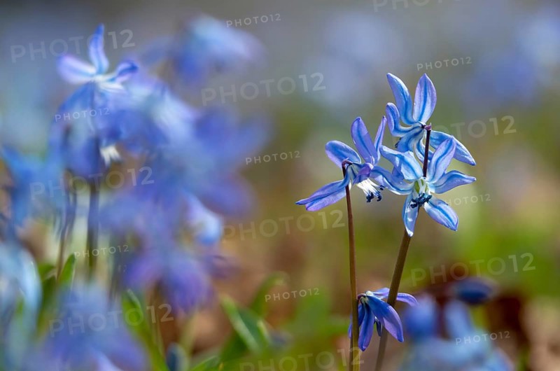 Bluestar, hyacinthaceae, hyacinth family, nodding star hyacinth, nodding bluestar, Russian bluestar, scilla siberica, Siberian star hyacinth, Siberian bluestar, flora, plants, plants