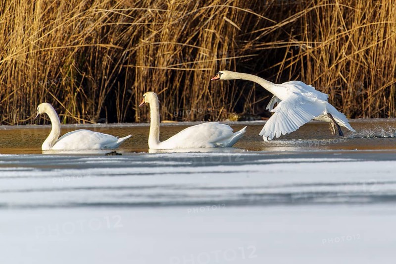 Mute swan (Cygnus olor), wildlife, Germany, two swans are swimming whilst a third glides over the water in flight, surrounded by reeds