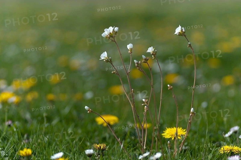 Knoellkensteinbruch, Kernkensteinbruch, Saxifraga granulata, Saxifragaceae, Steinbruch, Stonebreaks, Flora, Meadow Saxifrage, Plants, Plants