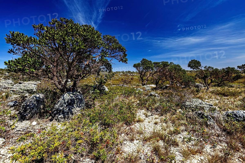 Wide, dry landscape with trees and shrubs under lively skies, the thornshrub savanna in the Caatinga countryside in the federal states of Pernambuco and Bahia in Brazil