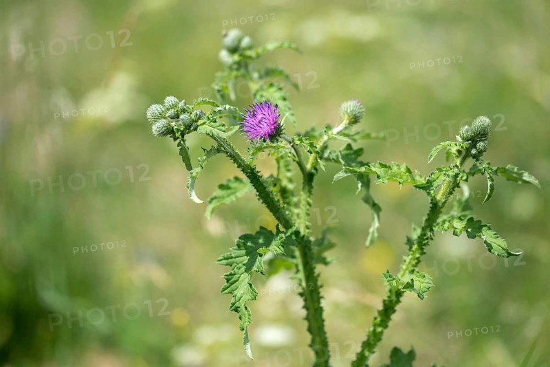 Asteraceae, Carduus crispus, daisy thistle, curly ringthistle, curly plumeless thistle, thistle, flora, plants, plants, welted thistle