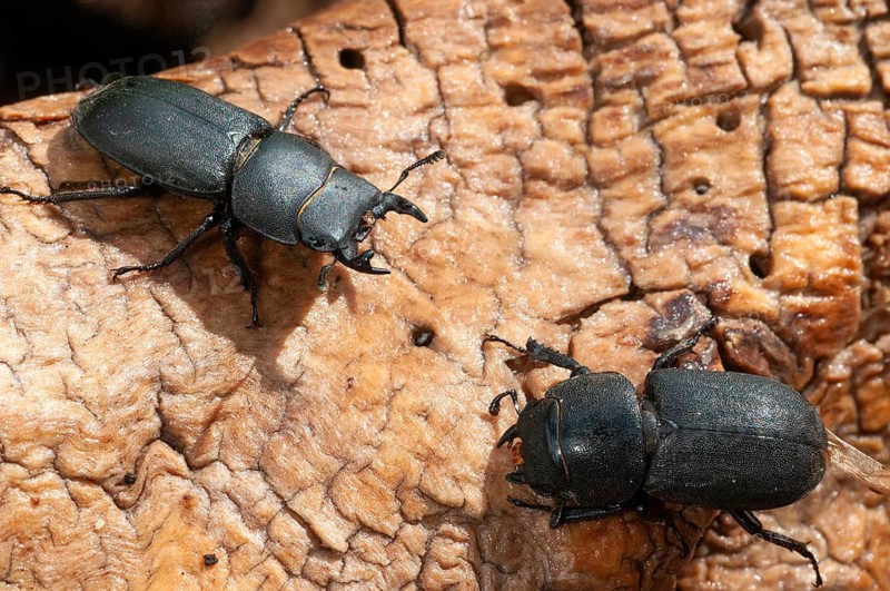 Barkschröter, Dorcus parallelipipedus, Lesser stag beetle, dwarf stag beetle, beetle, Coleoptera, female, insects, beetles, males, males, females