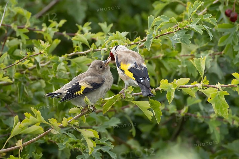 European goldfinch (Carduelis carduelis) adult parent bird feeding a juvenile baby bird in a Hawthorn hedgerow, England, United Kingdom
