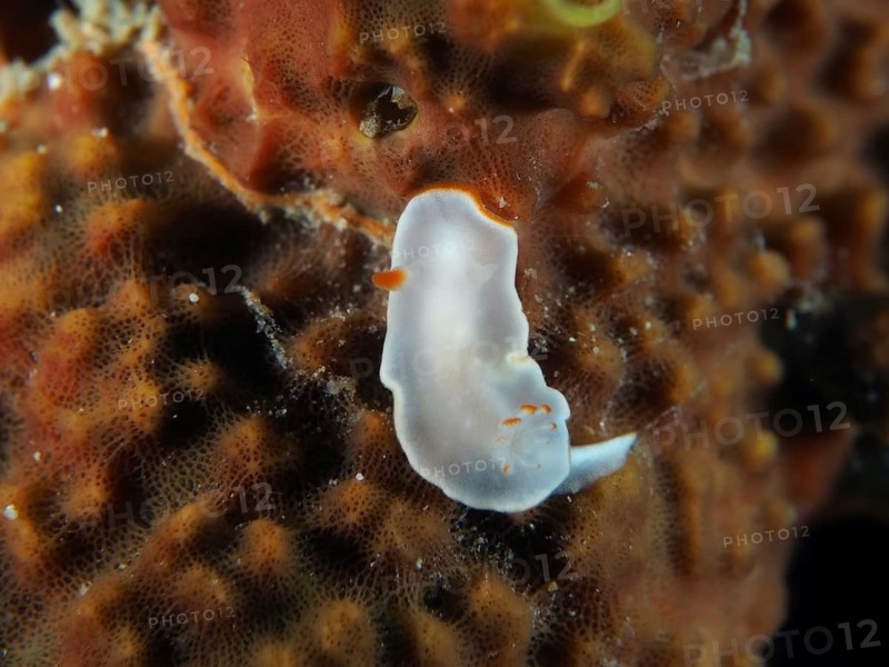 Naked-gilled nudibranch (Ardeadoris angustolutea), in an orange-brown coral environment, Twin Reef dive site, Penyapangan, Bali, Indonesia