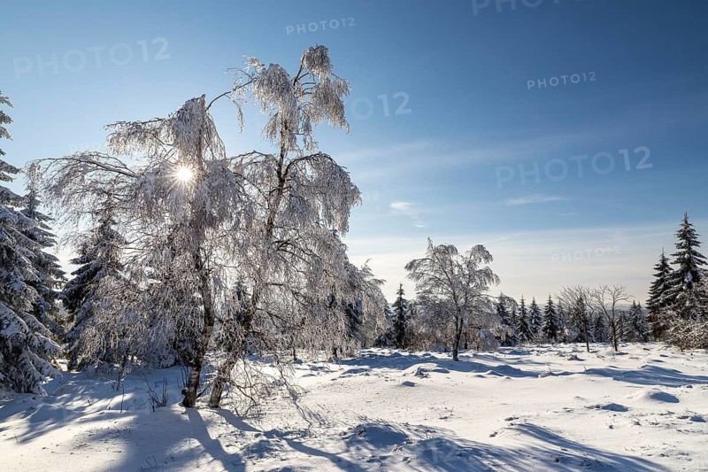 Sunny winter landscape with snow-covered trees, bushes, trails and branches covered with hoarfrost on the Ore Mountains Ridge, Zinnwald-Georgenfeld, Altenberg, Eastern Ore Mountains, Saxony, Germany