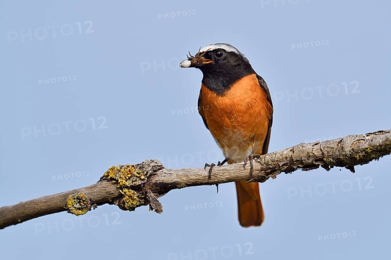 Redstart (Phoenicurus phoenicurus), a male perched on a branch with a spider it has caught, North Rhine-Westphalia, Germany
