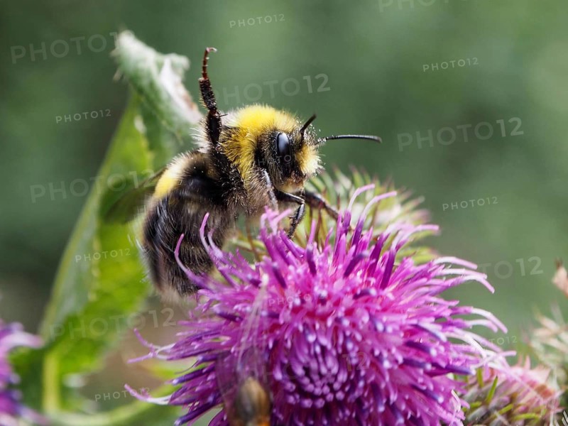 A pale earth bumblebee (Bombus lucorum) climbs onto a pink flower in green surroundings, Goms, Canton of Valais, Switzerland