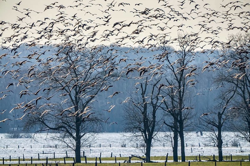 Bislicher Insel, nature reserve on the Rhine, Altrheinarm, near Xanten, Lower Rhine, Wesel district, one of the few floodplain landscapes in Germany, over 20, 000 wild birds, many arctic geese species pause and hibernate here, here white-cheeked geese and coot geese, slight floods in the floodplain meadows, North Rhine-Westphalia, Germany
