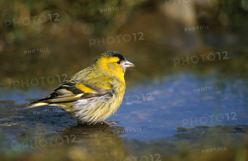 Carduelis spinus, siskin, spinus spinus, siskin, bath, bathe, bird bath, birds, male, passeri, songbirds, songbirds, drinking, birdbath, birds, watering place