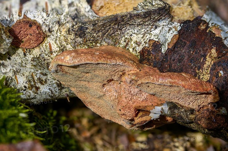 Hapalopilus nidulans, Hapalopilus rutilans, cinnamon-colored soft porling, cinnamon bracket, fungi, mushrooms, porling, purple dye polypore, tender nesting polypore