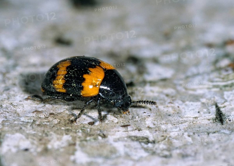 Diaperis boleti, yellow-banded darkling beetle, beetle, insects, insects, beetles