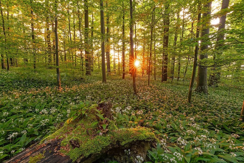 Sunlight through green forest with blooming wild garlic and mossy log in spring. Kirchheim unter Teck, Baden-Württemberg, Germany