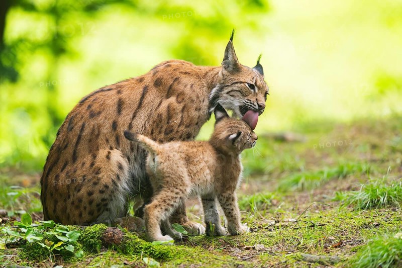 Eurasian lynx (Lynx lynx) mother with her youngster (cub) in a forest, Bavaria, Germany