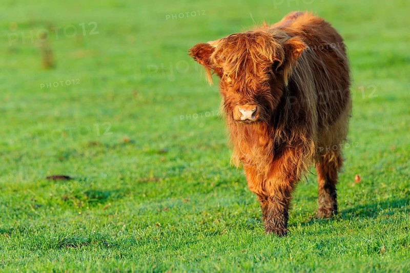 Early one sunny morning, a Highland calf (Bos primigenius taurus) walks across a green pasture at the edge of the forest. Bavaria, Germany