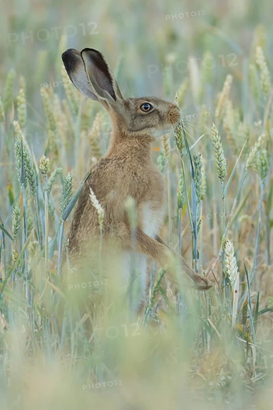 European brown hare (Lepus europaeus) adult animal feeding on a farmland wheat crop sheath in summer, England, United Kingdom