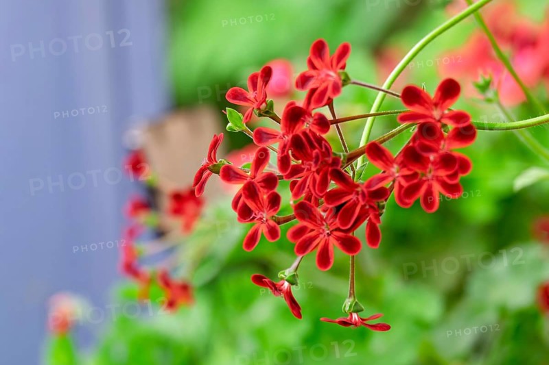 Pelargonium Ardens, a historic and very rare primary hybrid from 1810, Germany