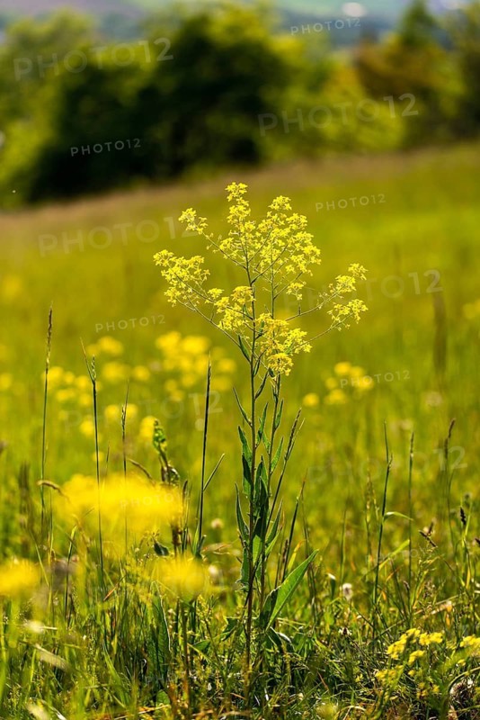 Brassicaceae, bunias orientalis, alien plant, smooth grouper, cruciferous vegetable, neobiota, neophyte, oriental grouper, problem plants, turkish rocket, turkish wartycabbage, turkish arugula, spike, spike, flora, high size, hill mustard, portrait format, invasive species, plants, warty cabbage
