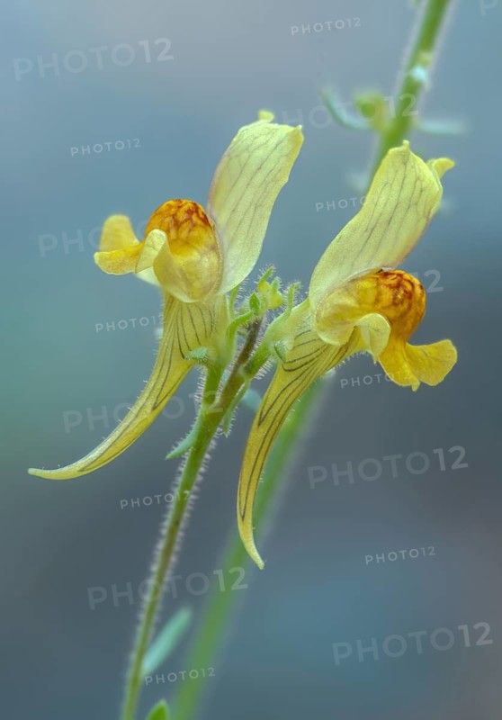 Linwort, linaria supina, neophyte, prostrate toadflax, flora, high size, vertical format, plants, plants
