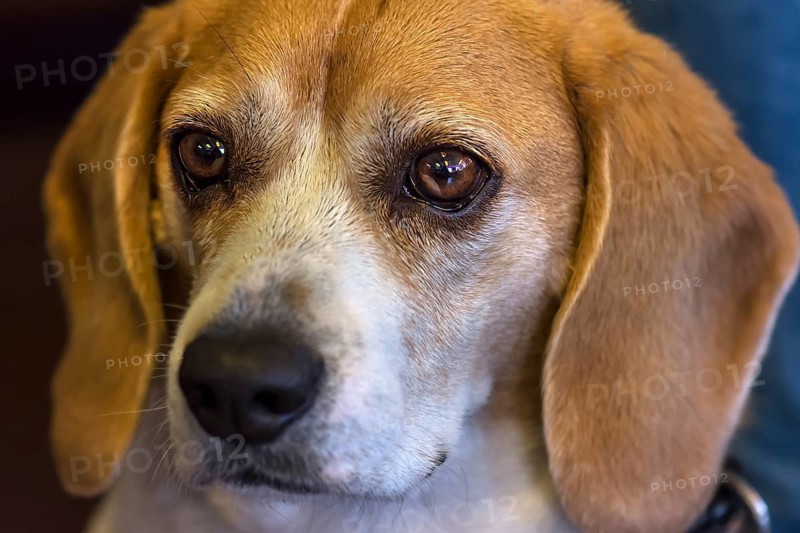 Portrait of a beagle, Baden-Württemberg, Germany