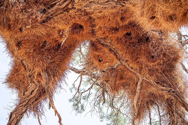 Weaver's nest of the boiled weaver (Philetairus socius), Namibia