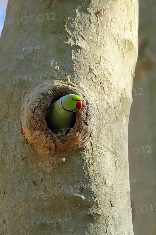 A green parrot peeks out of a hollow in a tree, surrounded by natural bark, a ring-necked parakeet (Psittacula krameri), adult, nesting hollow, Luisenpark, Mannheim, Baden-Württemberg, Germany