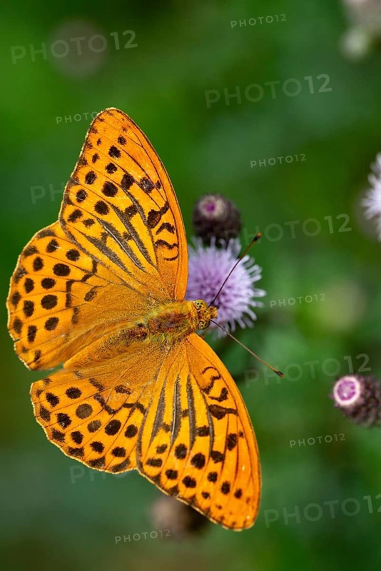 Argynnis paphia, imperial mantle, silver-washed fritillary, butterfly, high size, portrait format, insects, butterflies, butterflies, butterflies