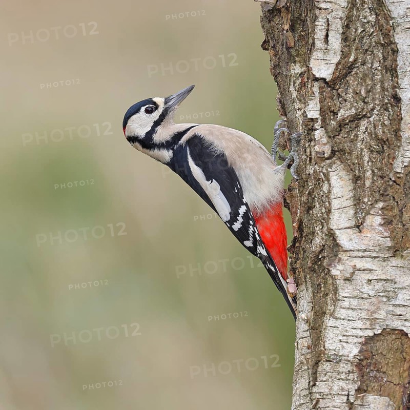 Great Spotted Woodpecker (Dendrocopus major), male, foraging on the trunk of a silver birch (Betula pendula), wildlife, woodpeckers, nature photography, autumn, Wilnsdorf, North Rhine-Westphalia, Germany