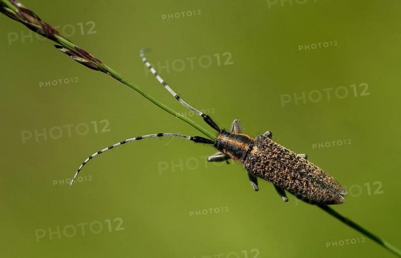 Agapanthia villosoviridescens, golden-bloomed grey longhorn beetle, cockhorn thistle, beetle, longhorn beetle, coleoptera, insects, beetles